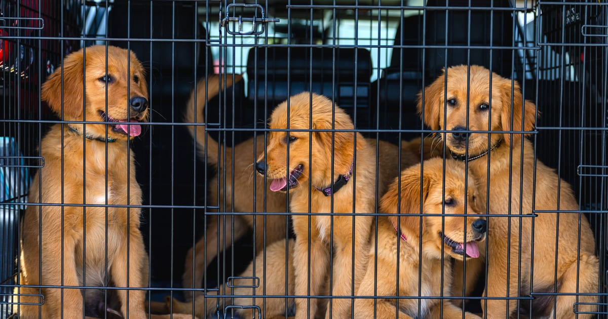 Travelling with Pets Through Frankfurt Airport | FrankfurtRide